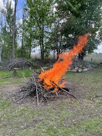 A controlled fire is burning a pile of dry branches in an outdoor setting surrounded by green grass and tall trees. The flames are bright orange and reach high into the air against a backdrop of lush forest.