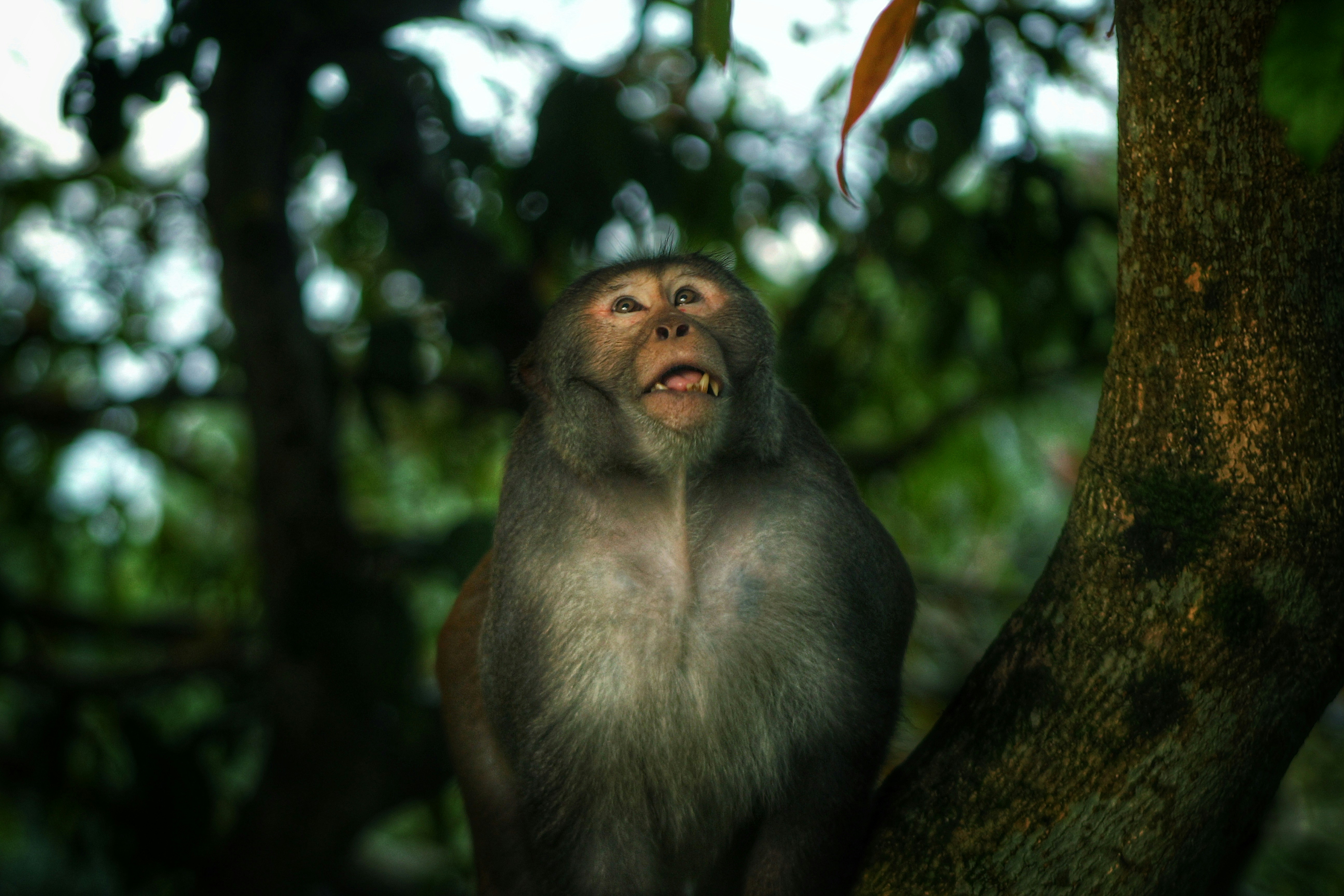Un mono en un árbol
