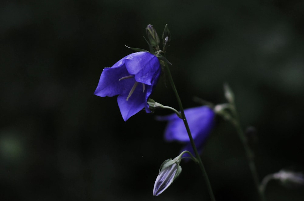 Un primer plano de una flor púrpura