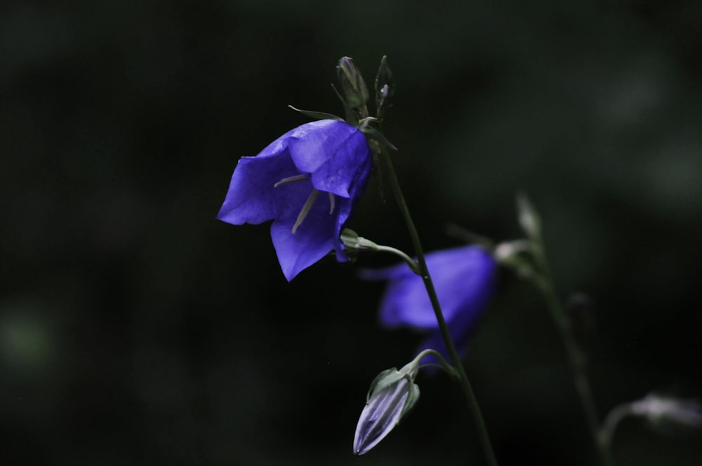 a close up of a purple flower