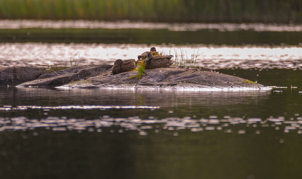 a group of turtles on a log in a body of water