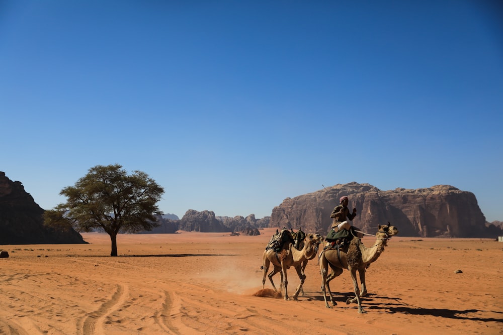 a person riding a camel in the desert