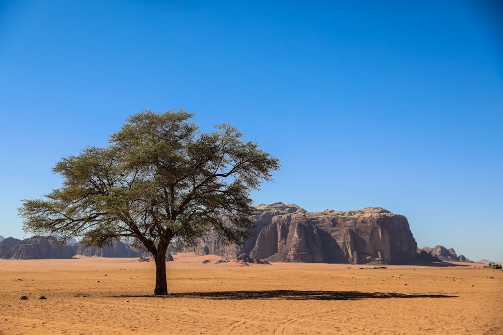 a tree in a desert