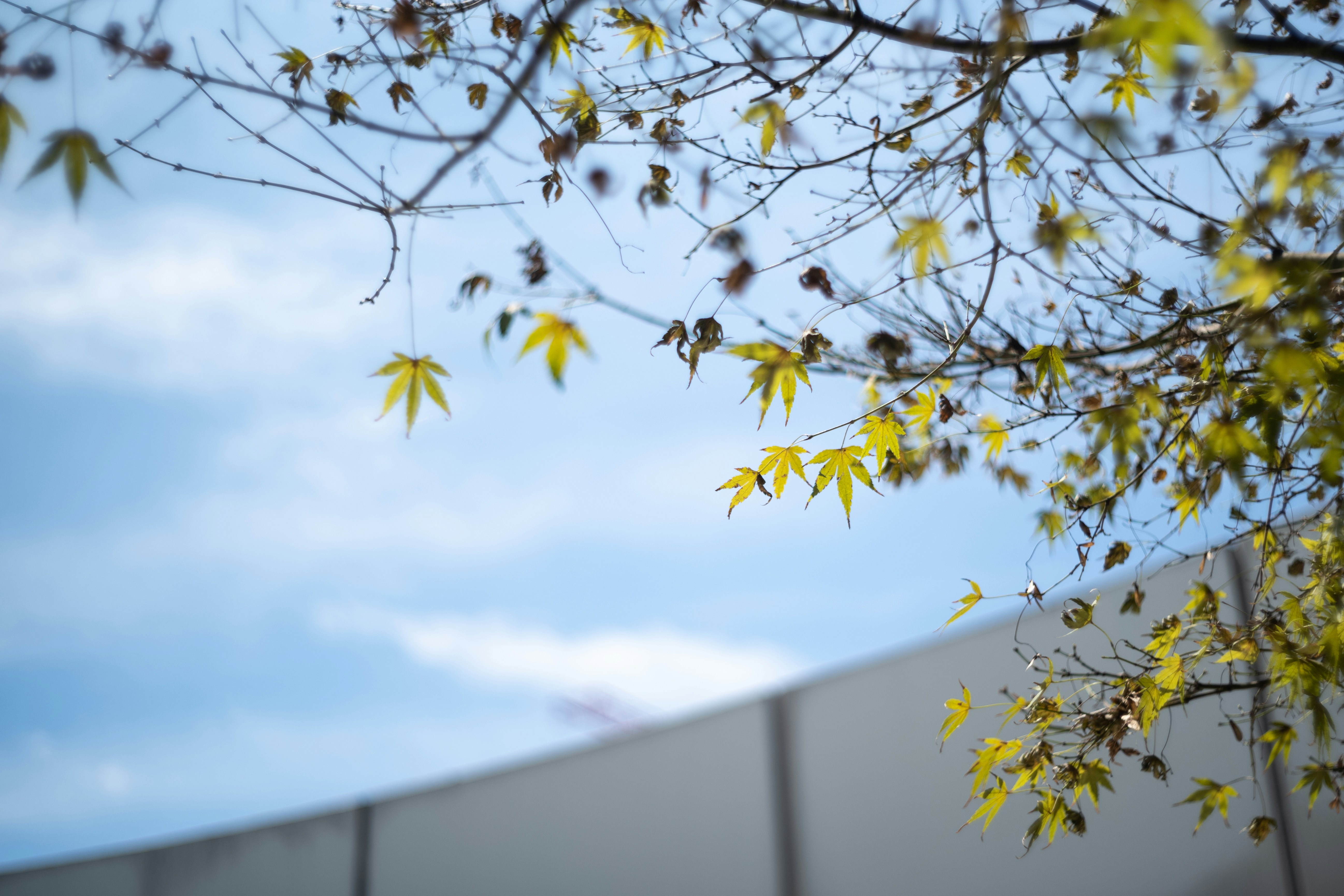 A tree with leaves photo – Free Blue Image on Unsplash