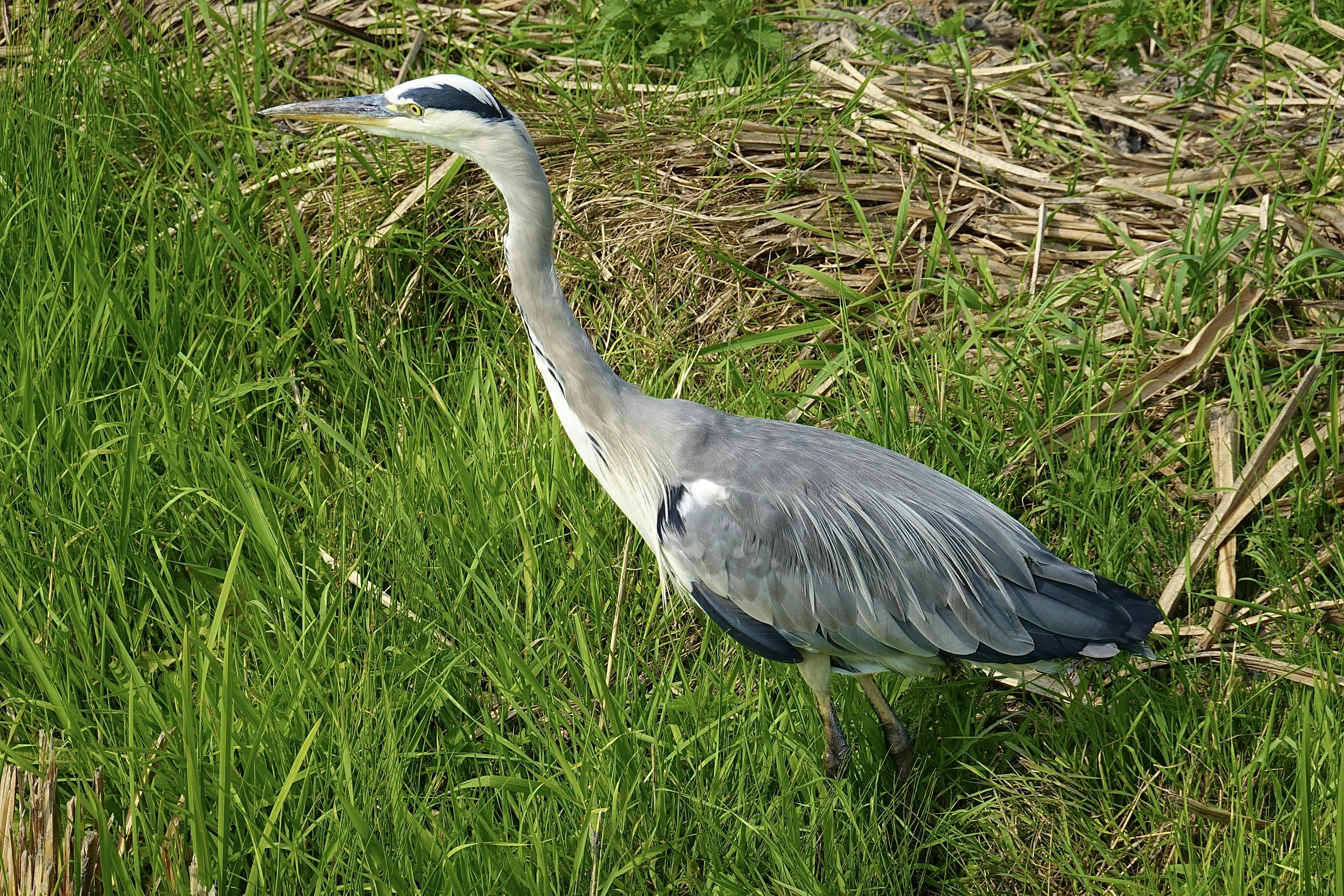 a bird standing in the grass