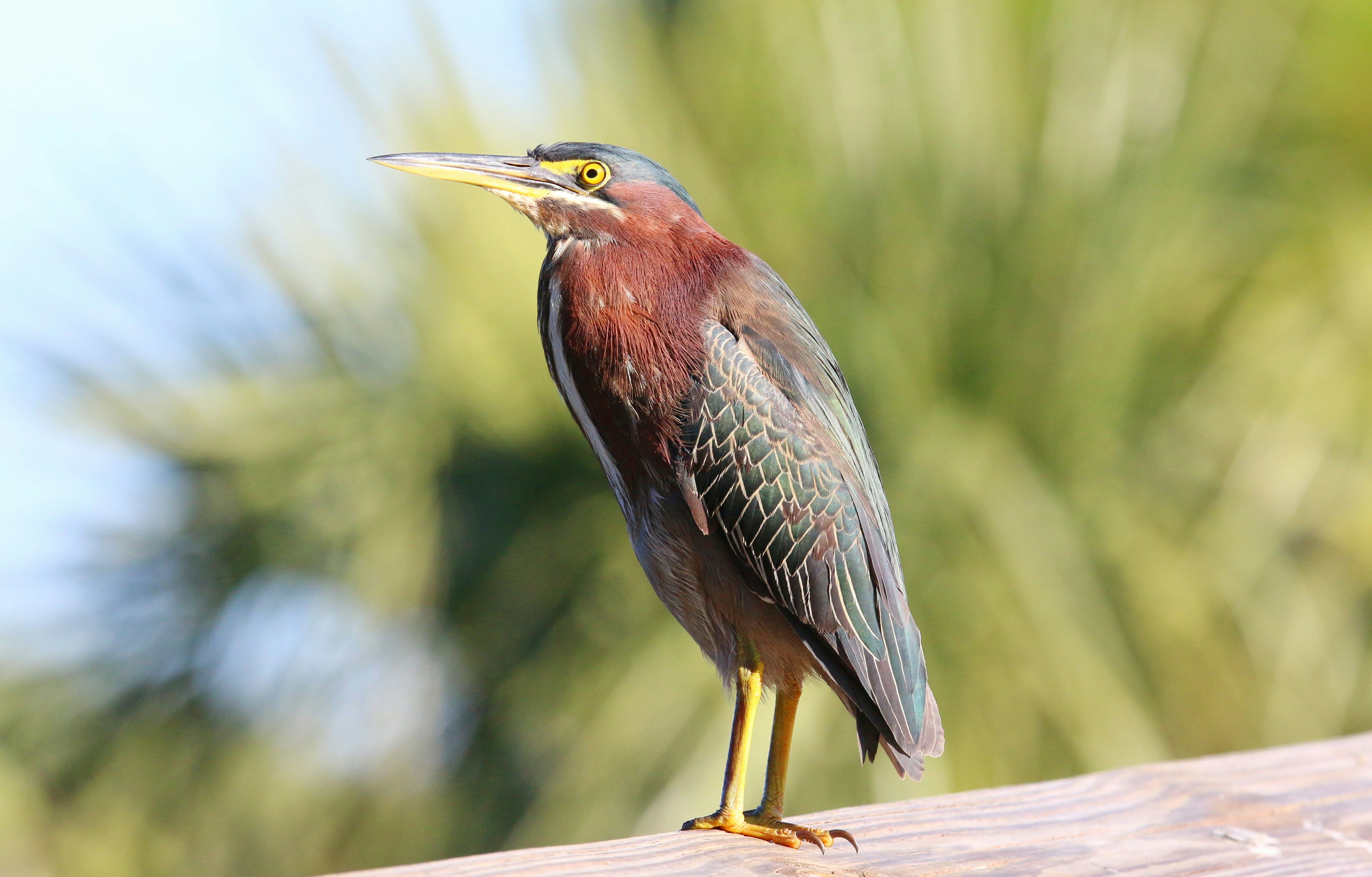 Photo by goldenplover31