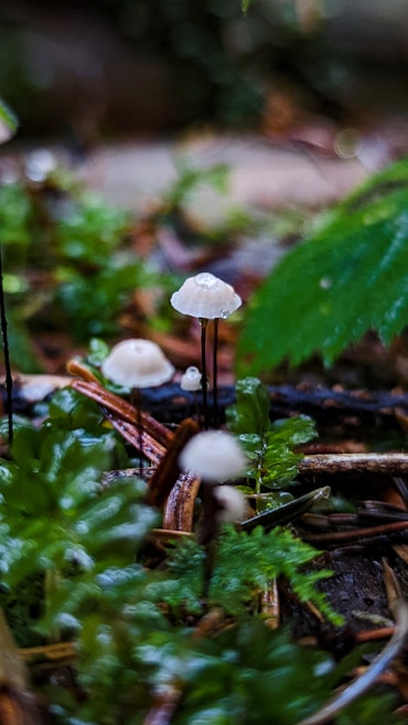 Delicate white mushrooms with slender black stems grow amidst lush green foliage. The scene is set on a forest floor, with various shades of brown twigs and branches spread around. The focus is on the foreground mushrooms, giving the image a gentle, serene feel.