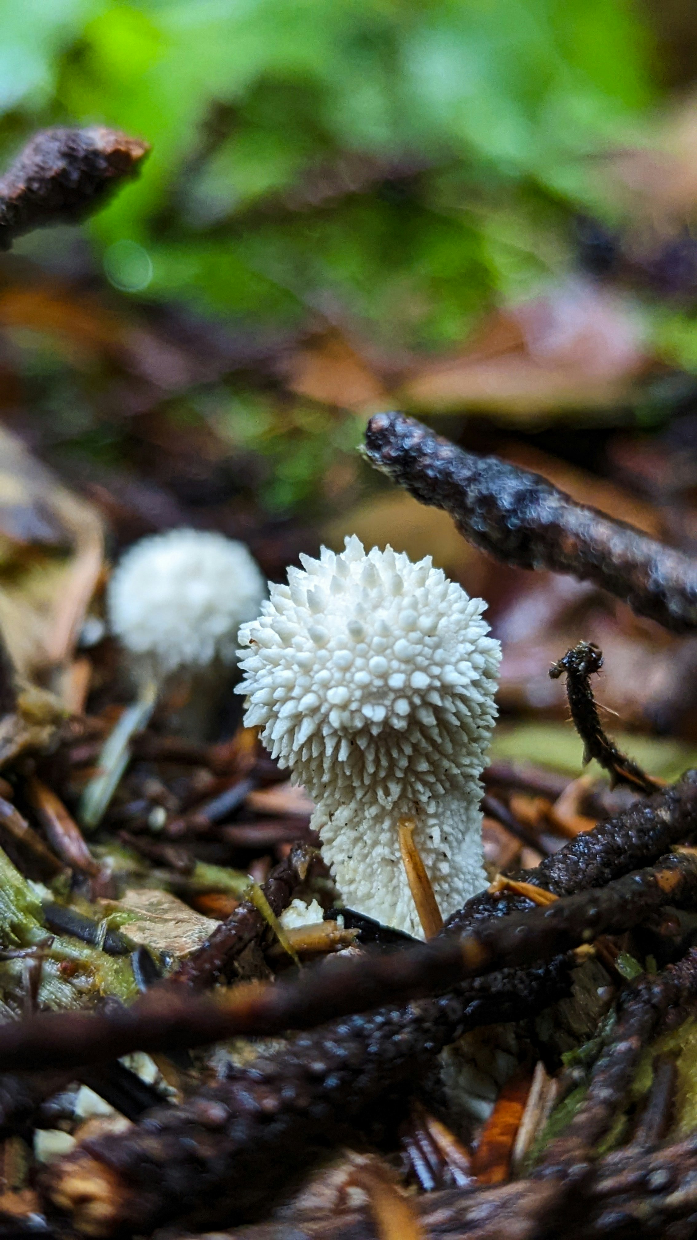 Photo by poor_kakapo