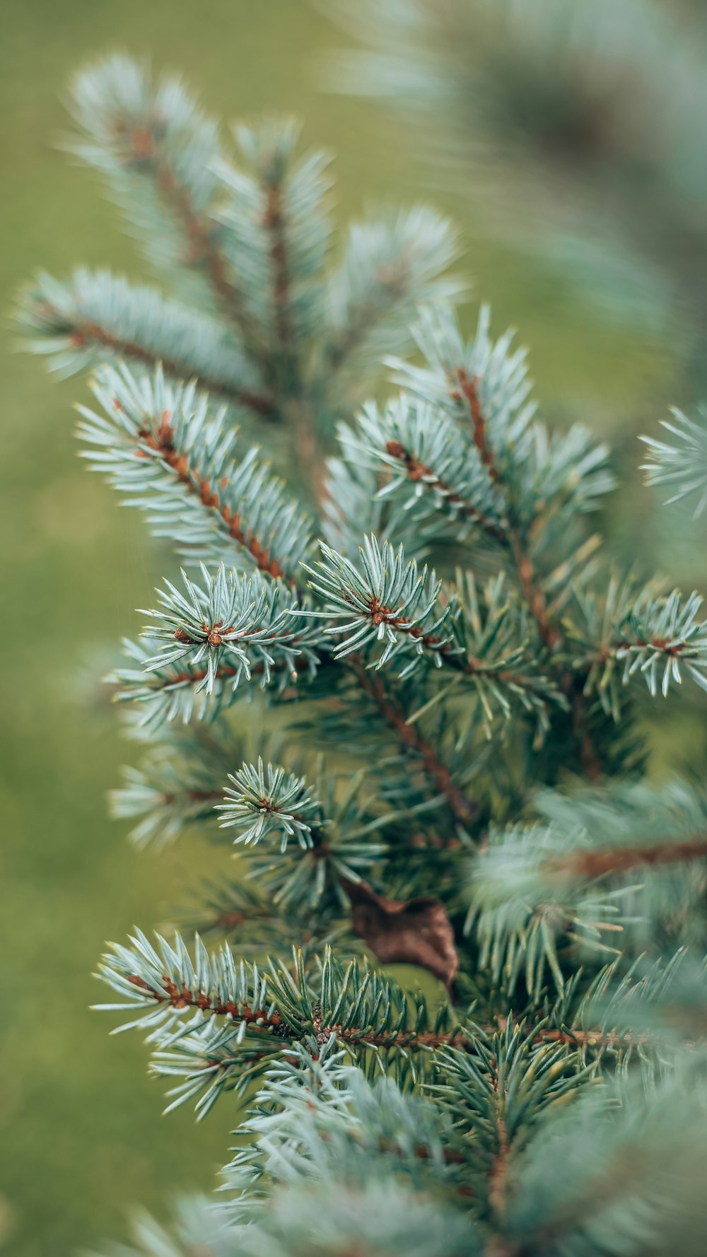 a pine tree with a small bird on it