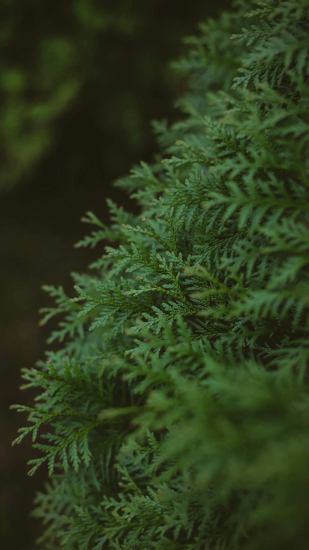 a close up of a tree