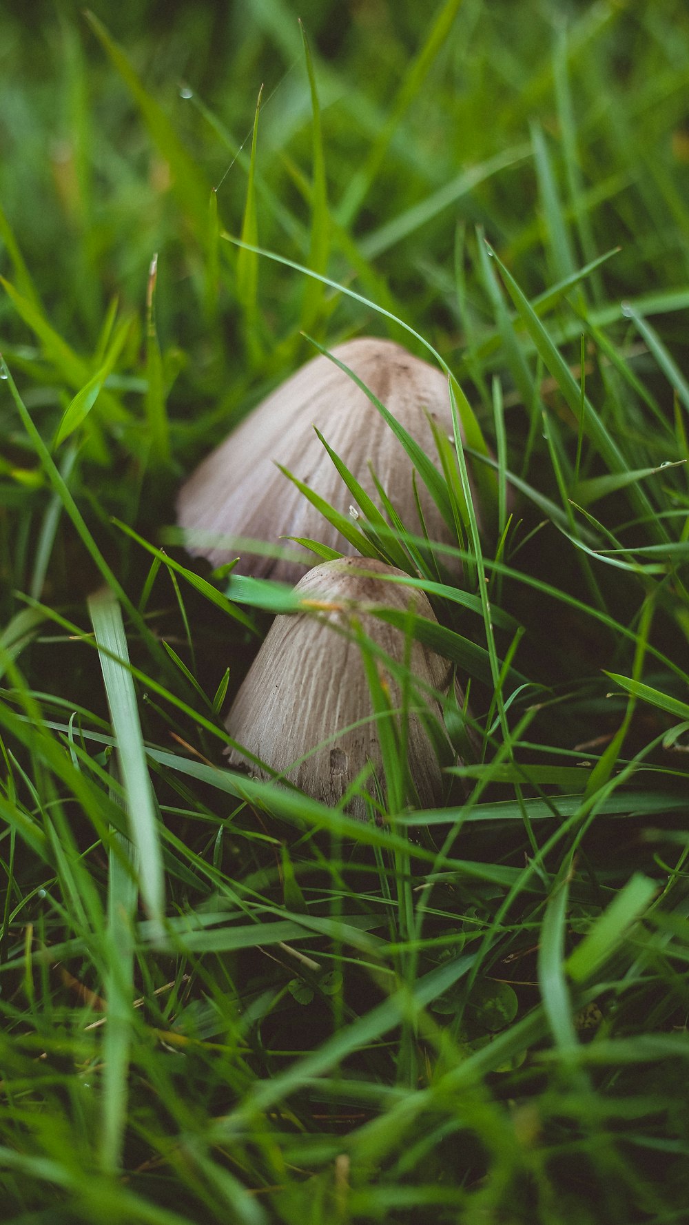 a mushroom in the grass