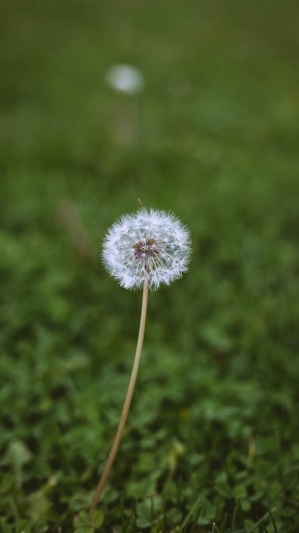 a dandelion flower with water droplets on it
