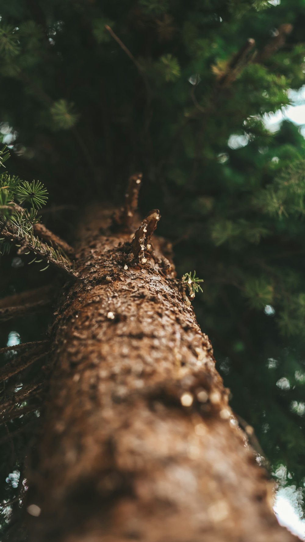 a close up of a tree