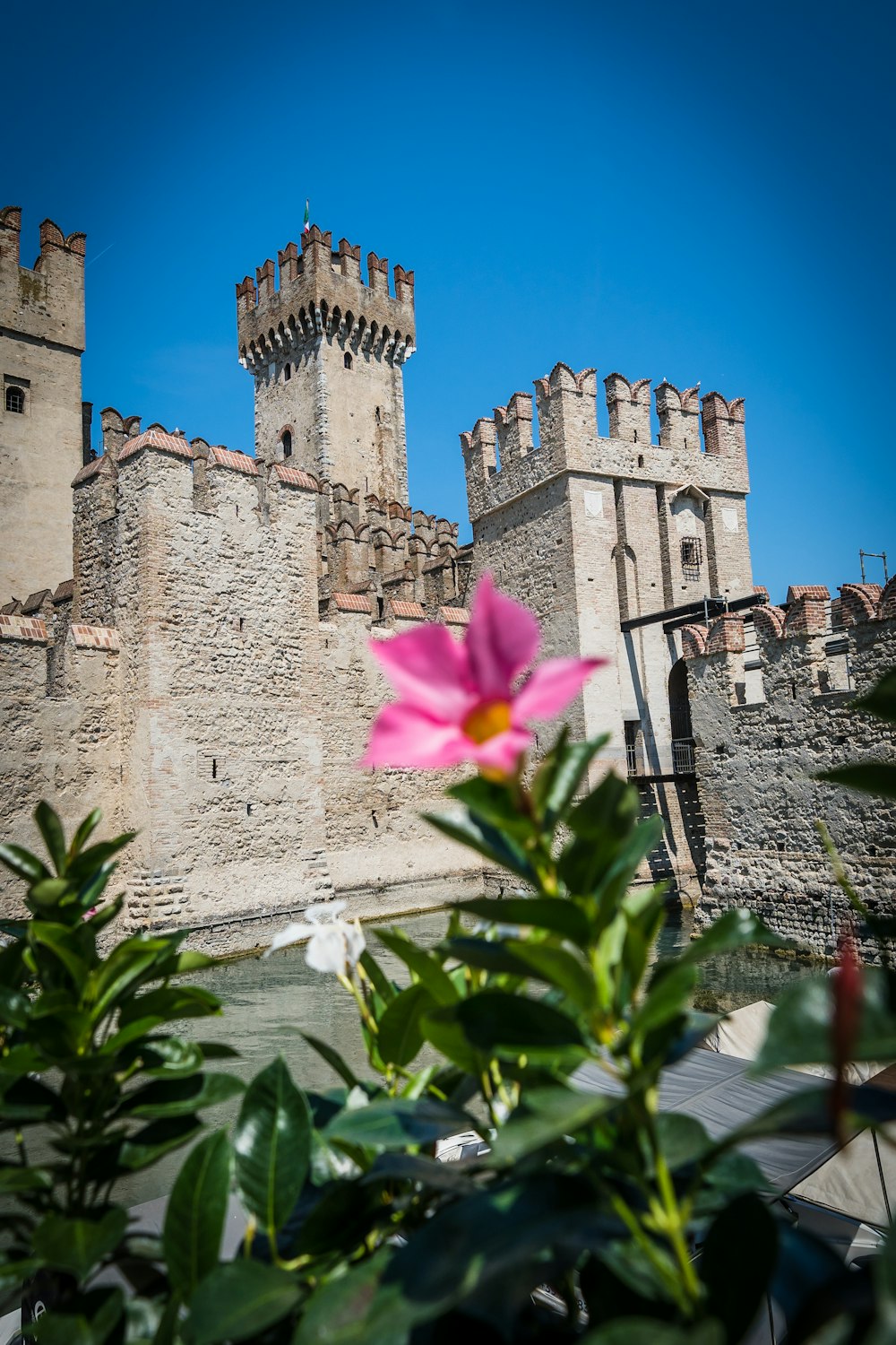a pink flower in front of a castle