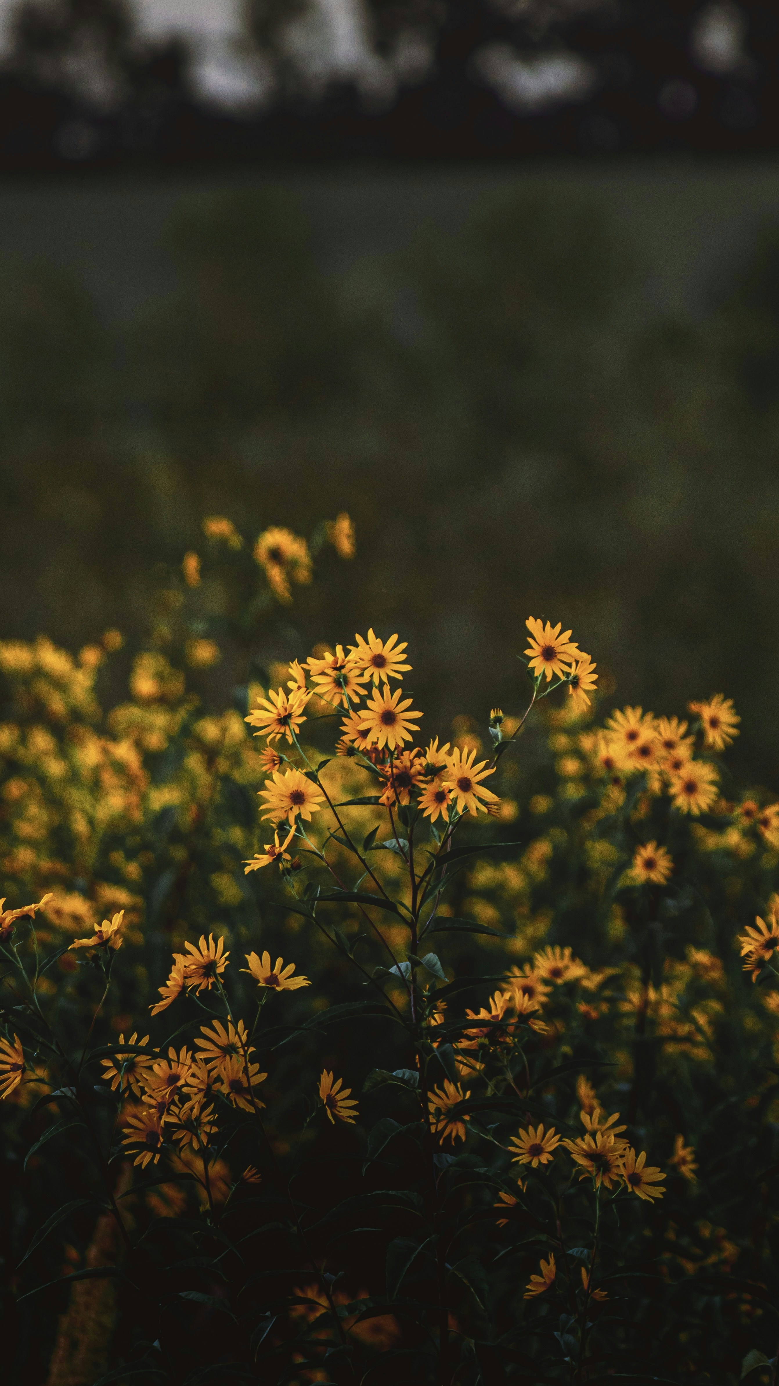 Photo by prestonbousley