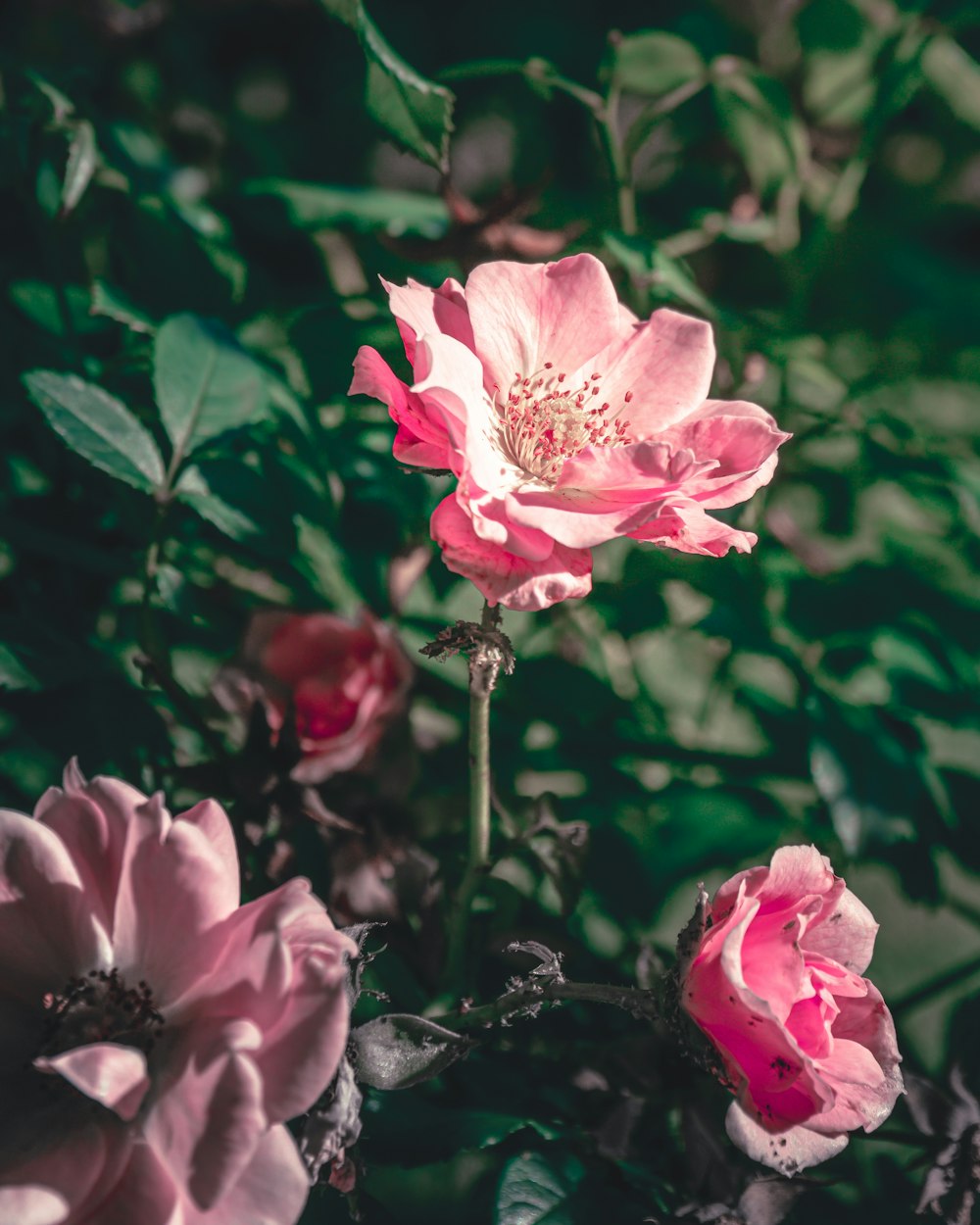 a group of pink flowers