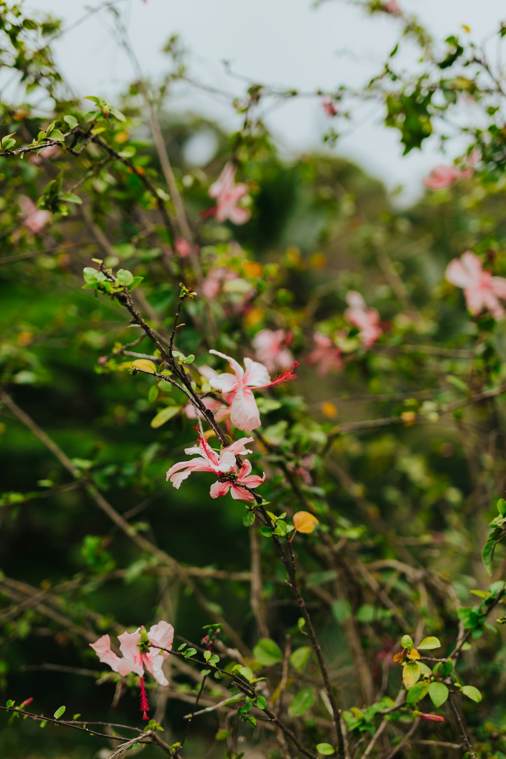 a close up of some flowers