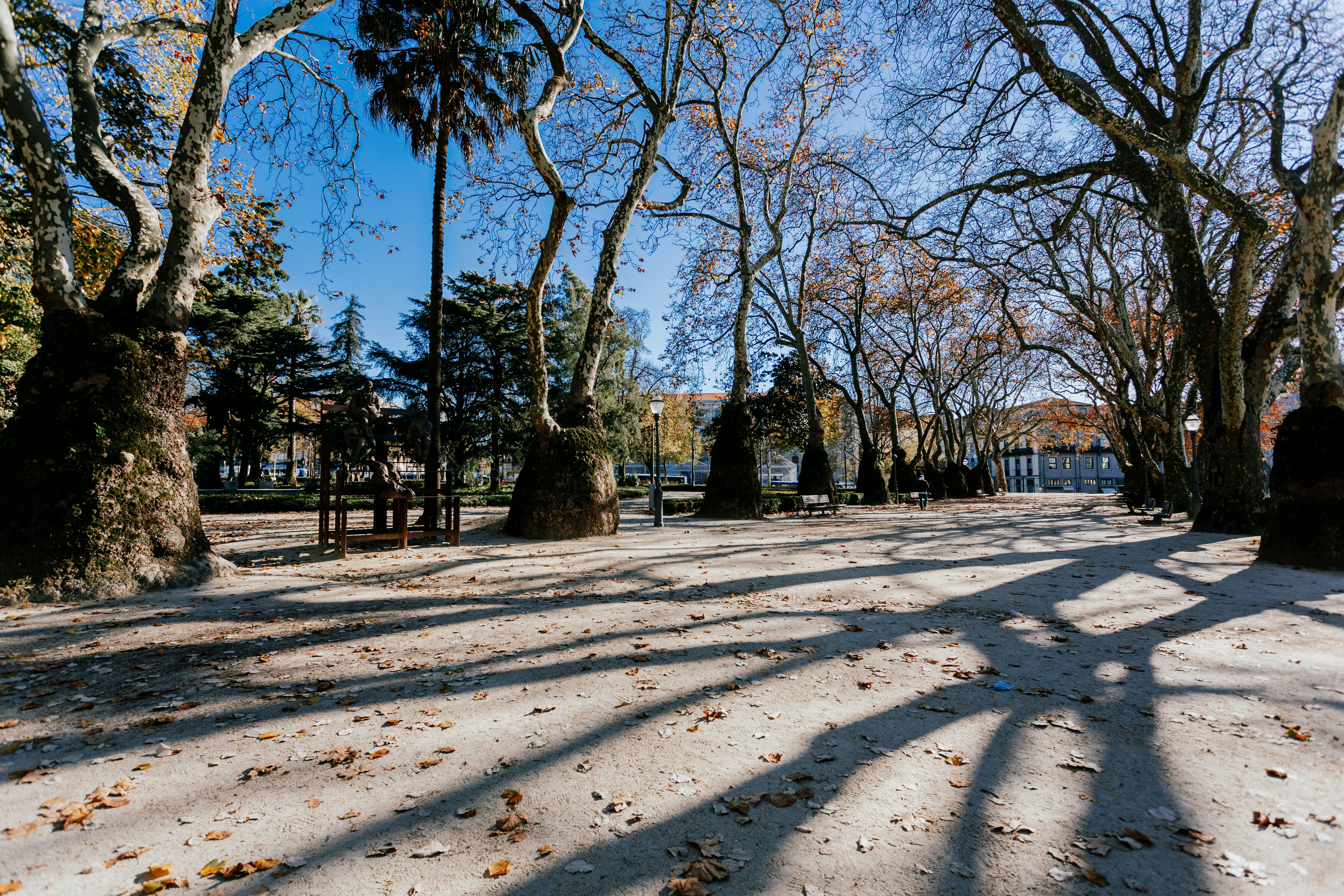 a road with trees on the side, Some square in Porto