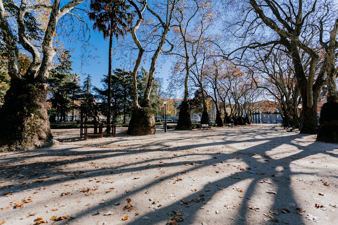 a road with trees on the side, Some square in Porto