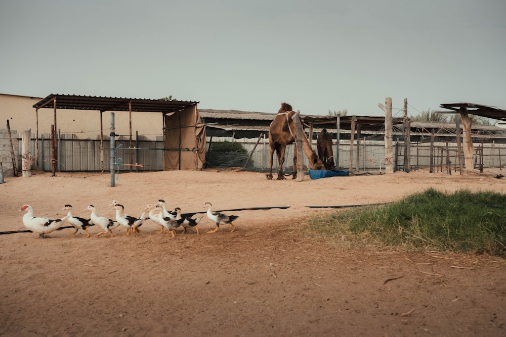 a group of birds on a dirt road