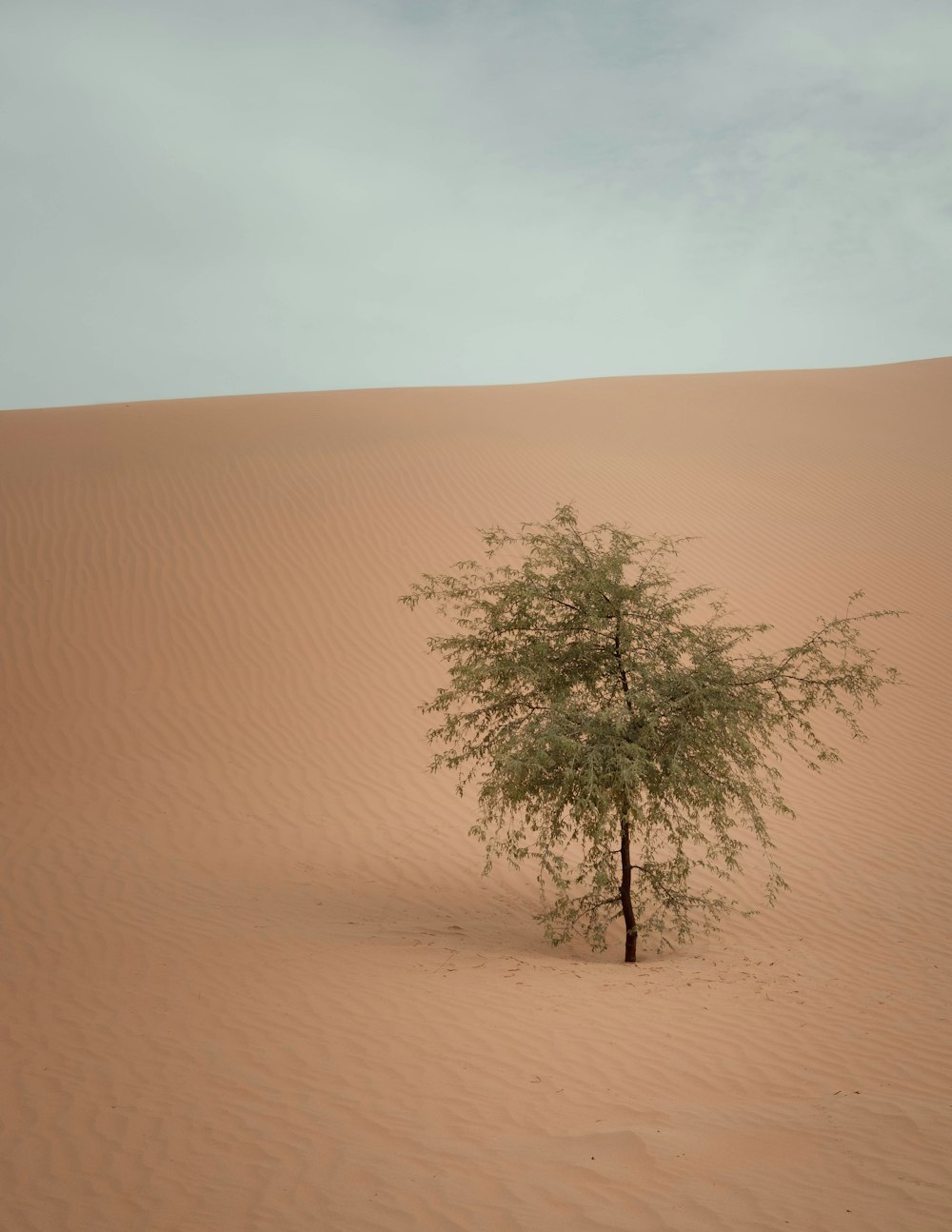 a tree in the middle of a desert