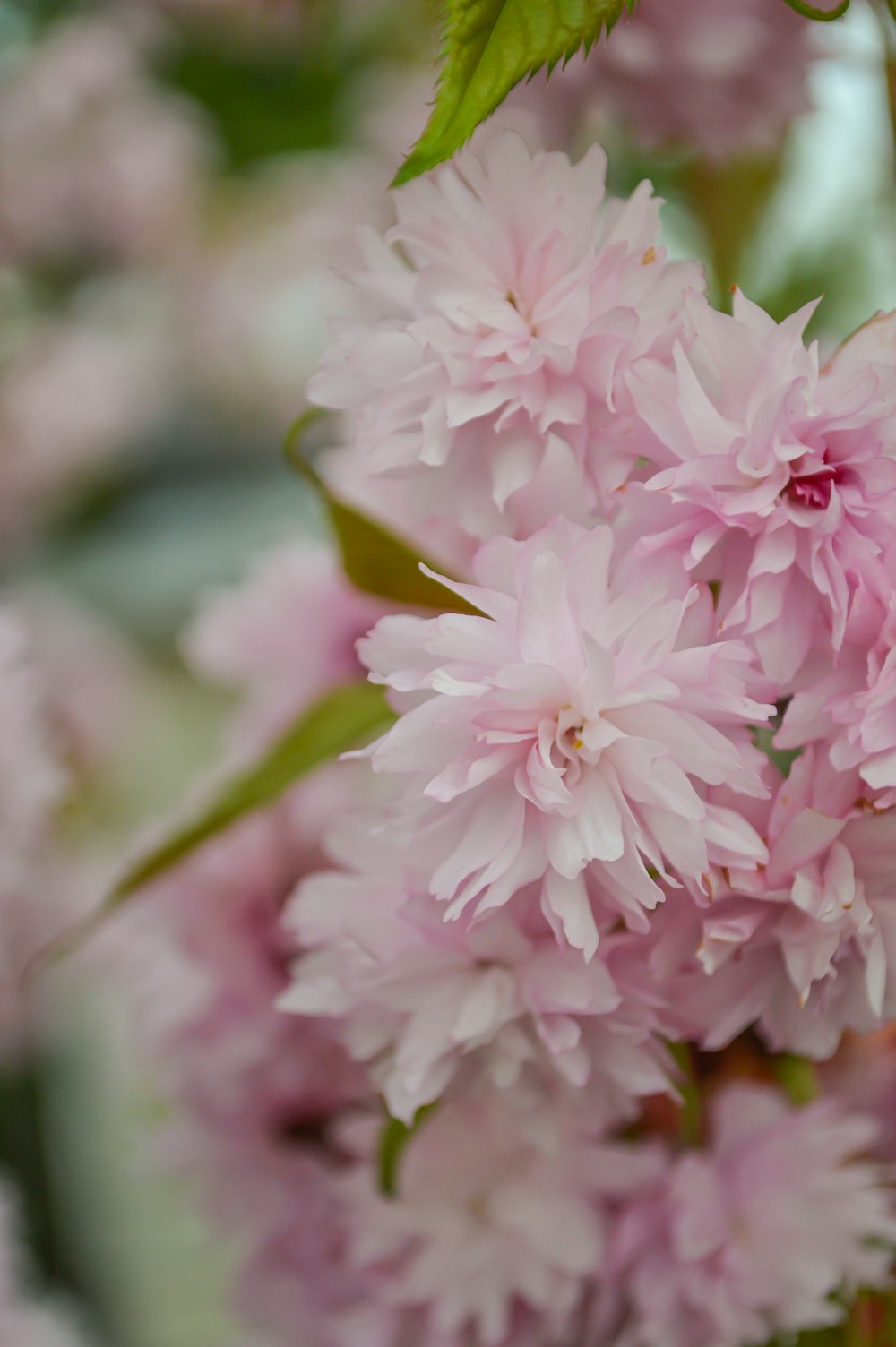 a close up of a flower