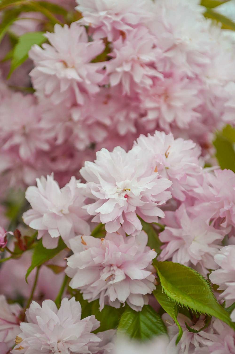 a group of pink flowers