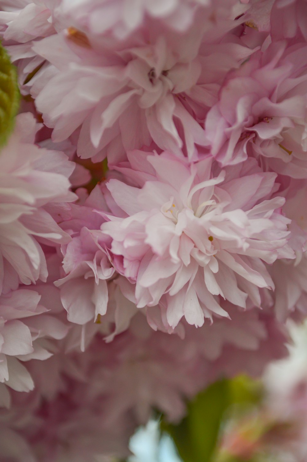 a close up of pink flowers