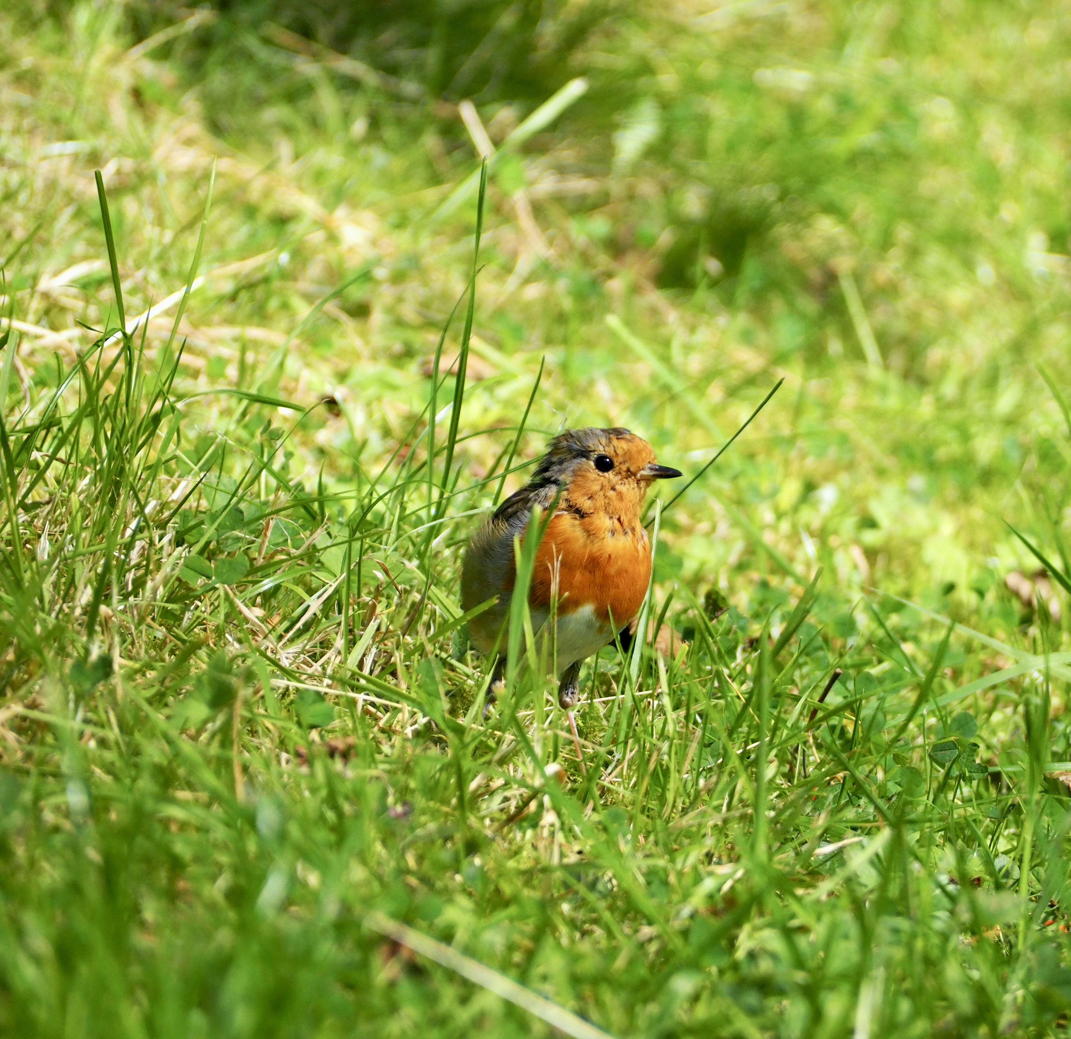 a small bird sits in the grass
