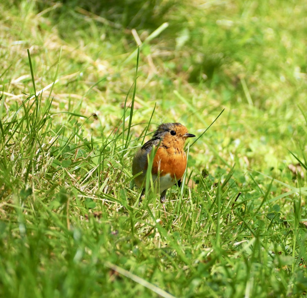 a small bird sits in the grass