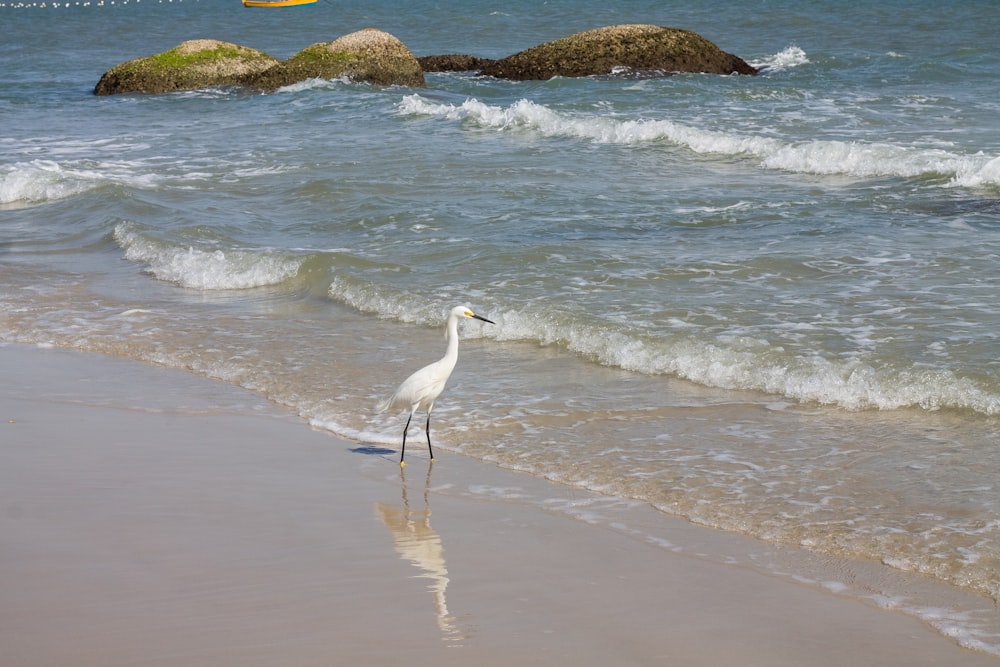a bird standing on the beach
