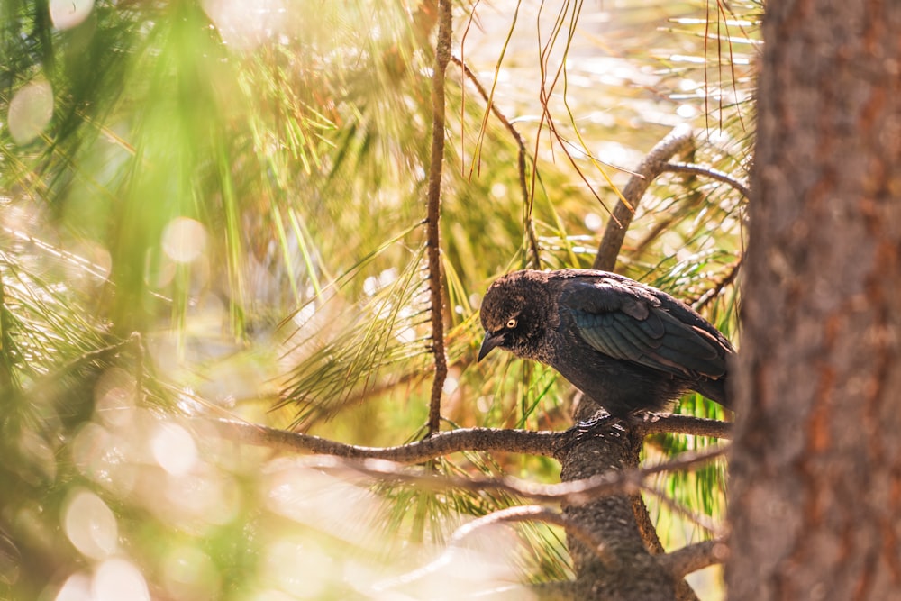 a bird perched on a tree branch