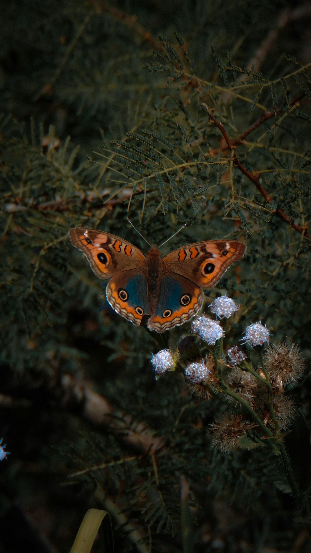 a butterfly on a plant