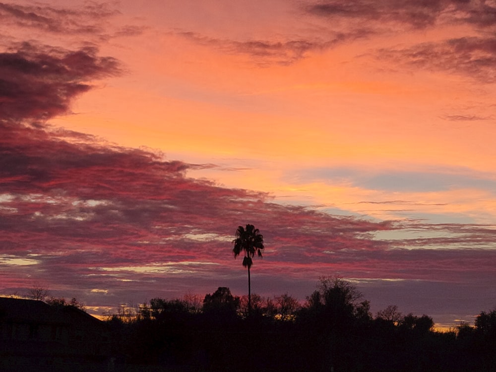 a palm tree and a sunset