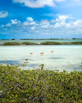 A serene coastal scene with clear, light blue water and a bright blue sky filled with fluffy clouds. Several pink flamingos are wading in the shallow water near a lush green mangrove area.