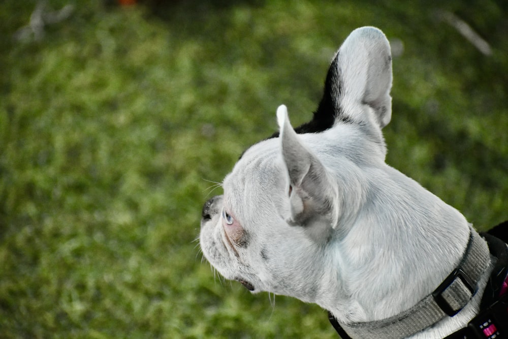 a white goat with a black collar