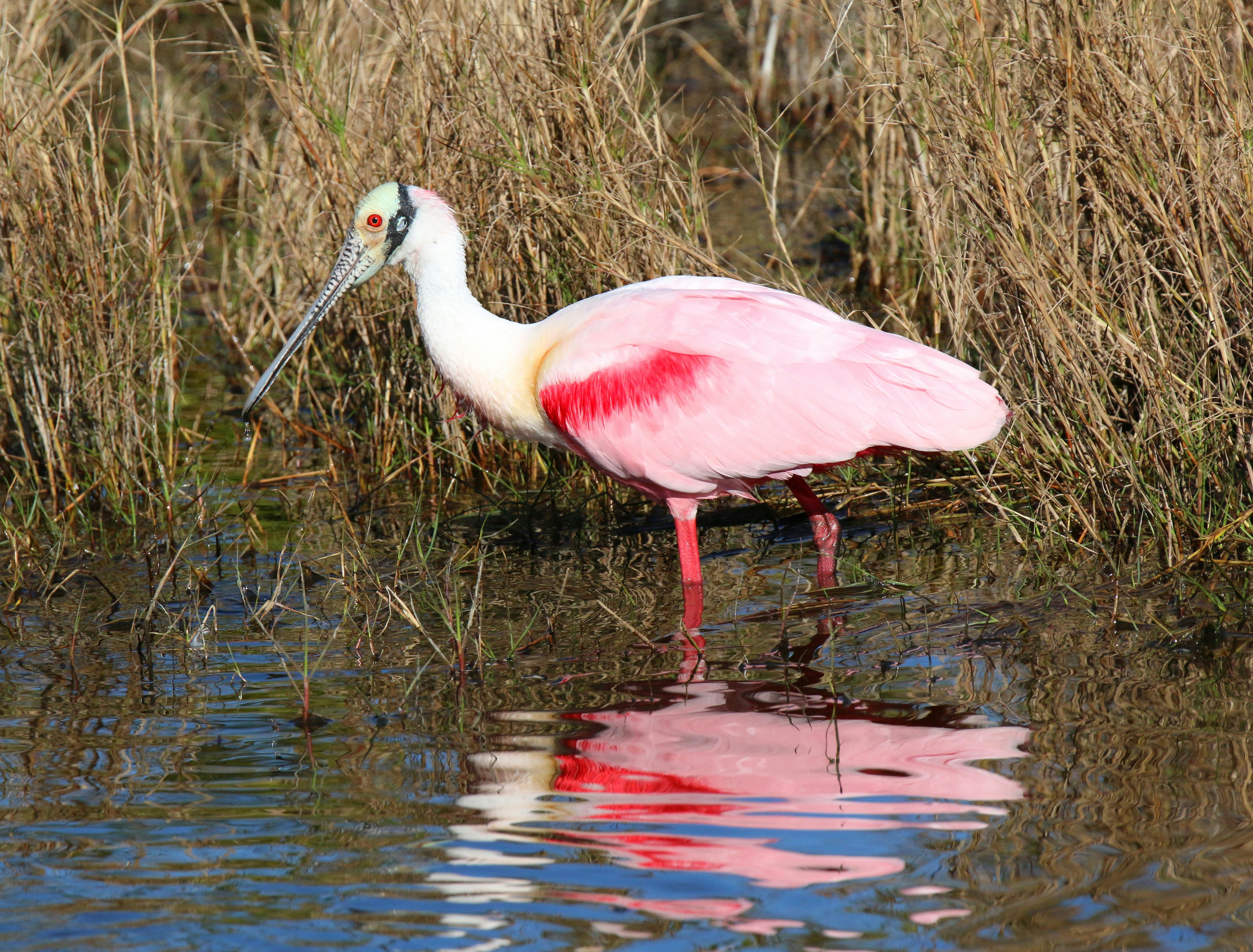 Photo by goldenplover31