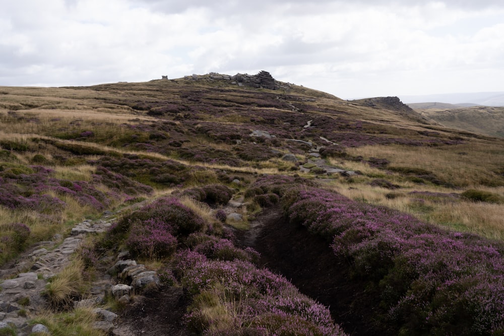 a grassy hill with purple flowers