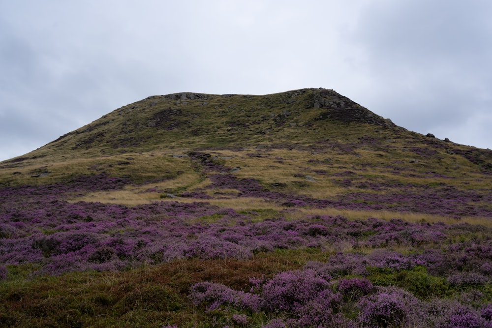 a hill with purple flowers