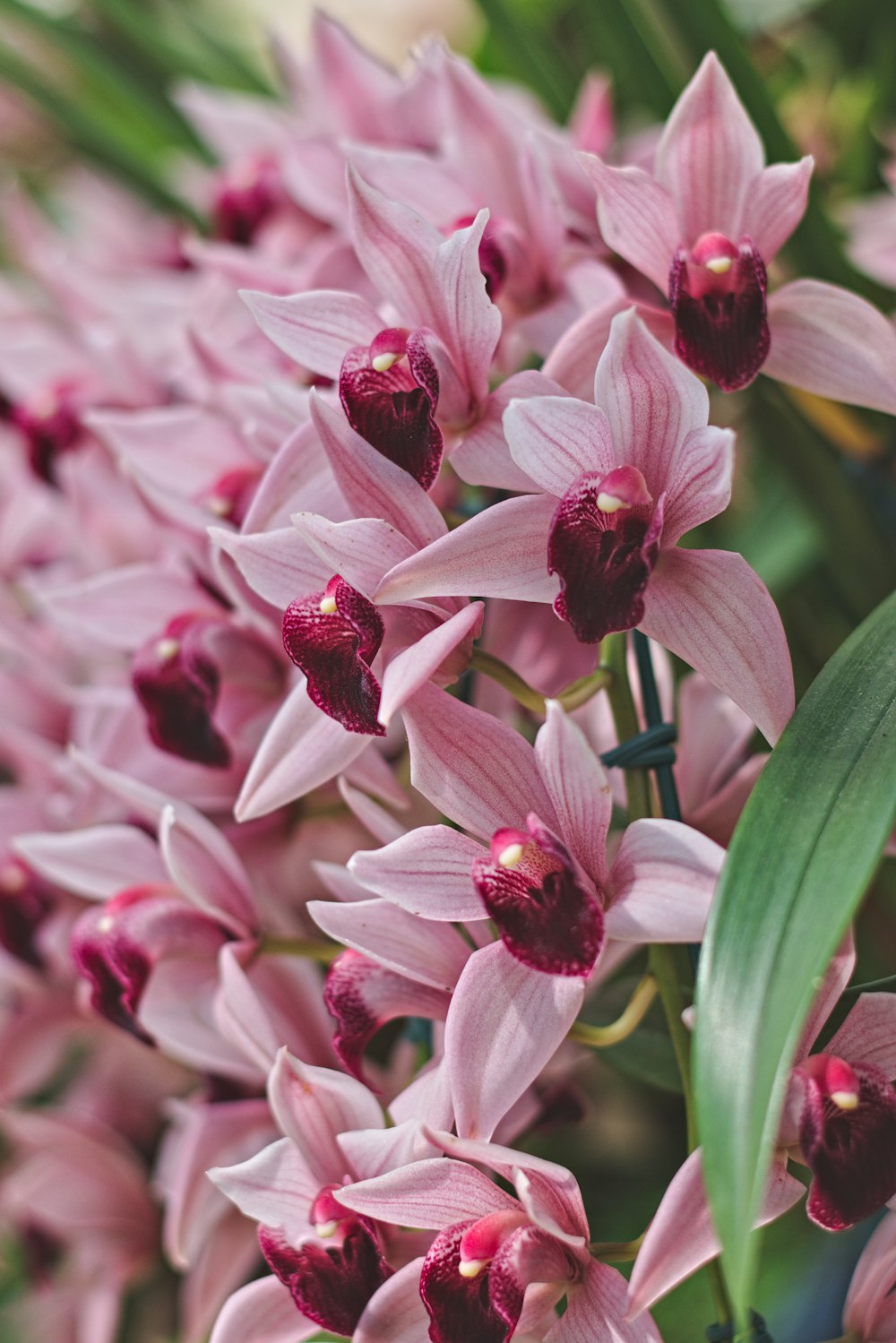 a close up of pink flowers