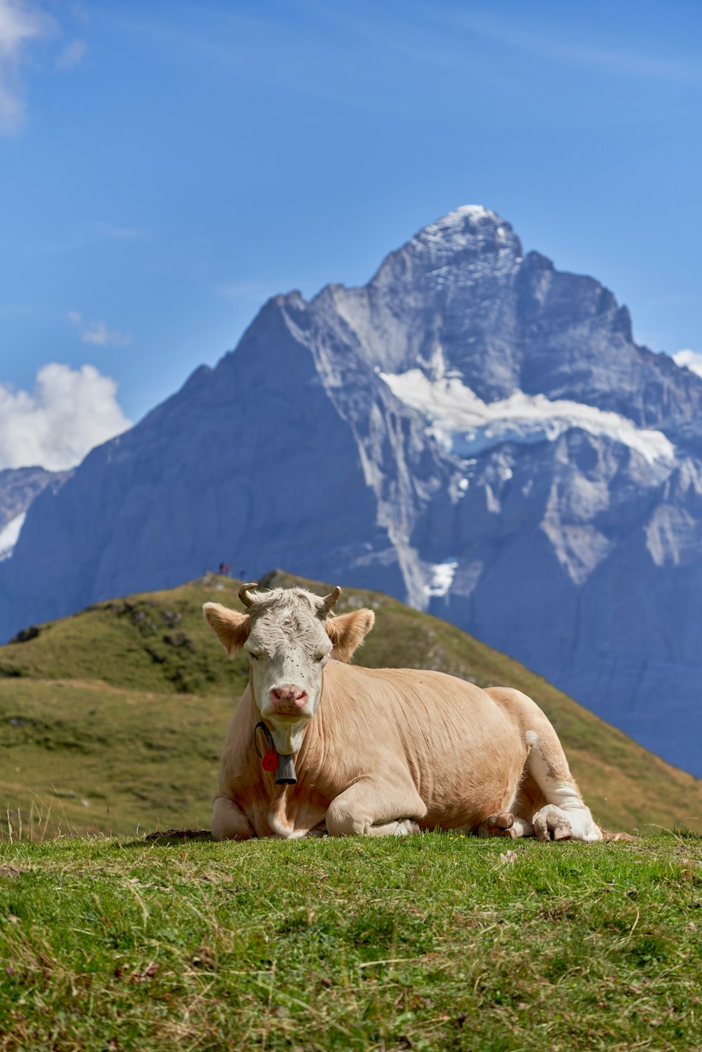 uma vaca sentada em uma colina gramada