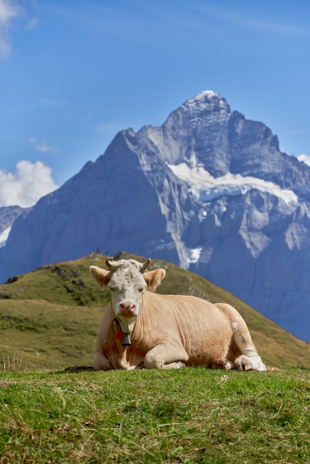 a cow sitting on a grassy hill