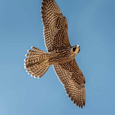 Hawk flying