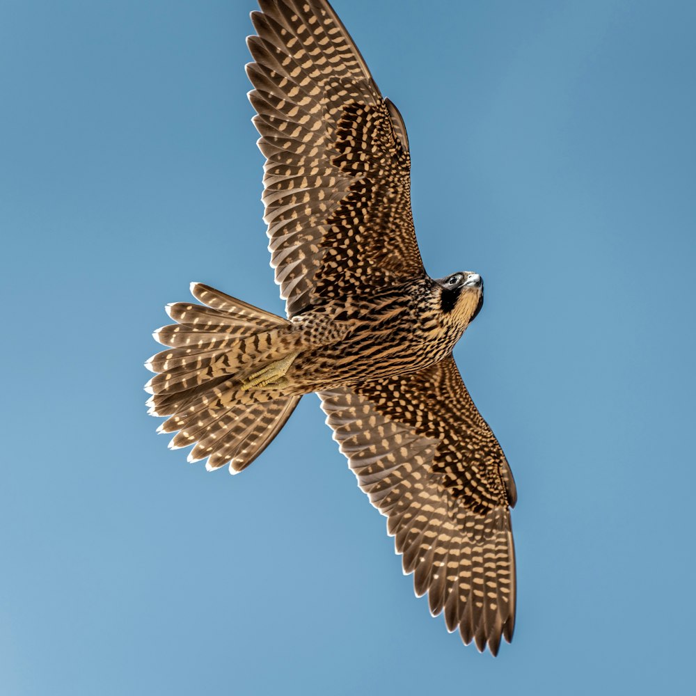 a hawk flying in the sky