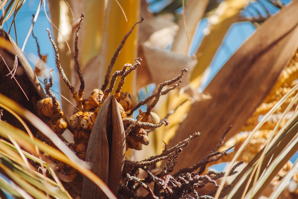 a group of insects on a plant