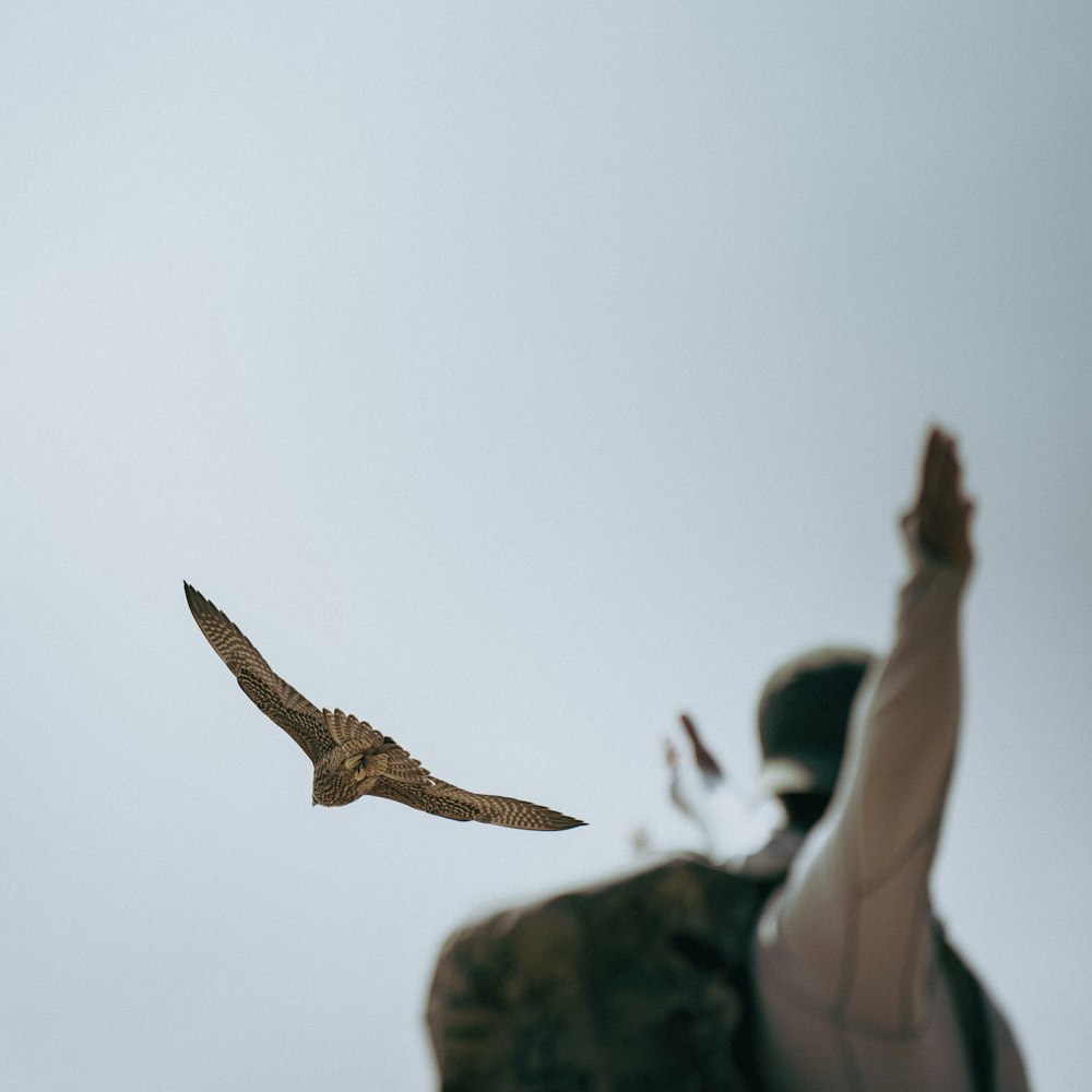 a bird flying in the sky