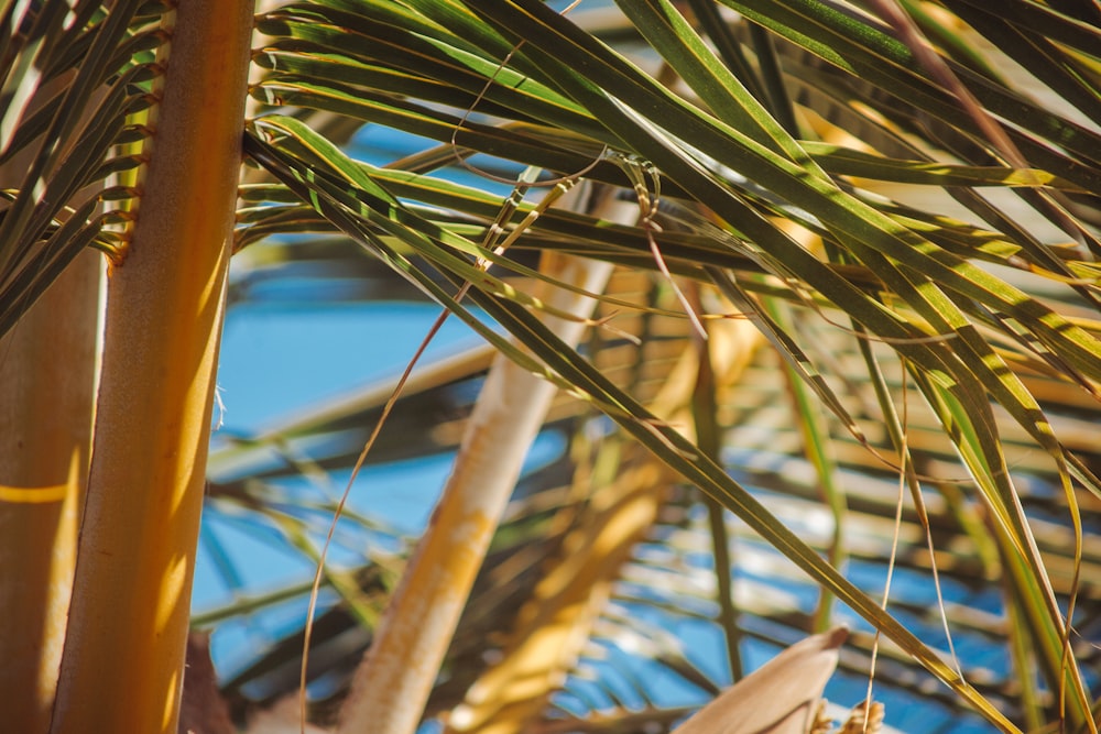 a close-up of some bamboo