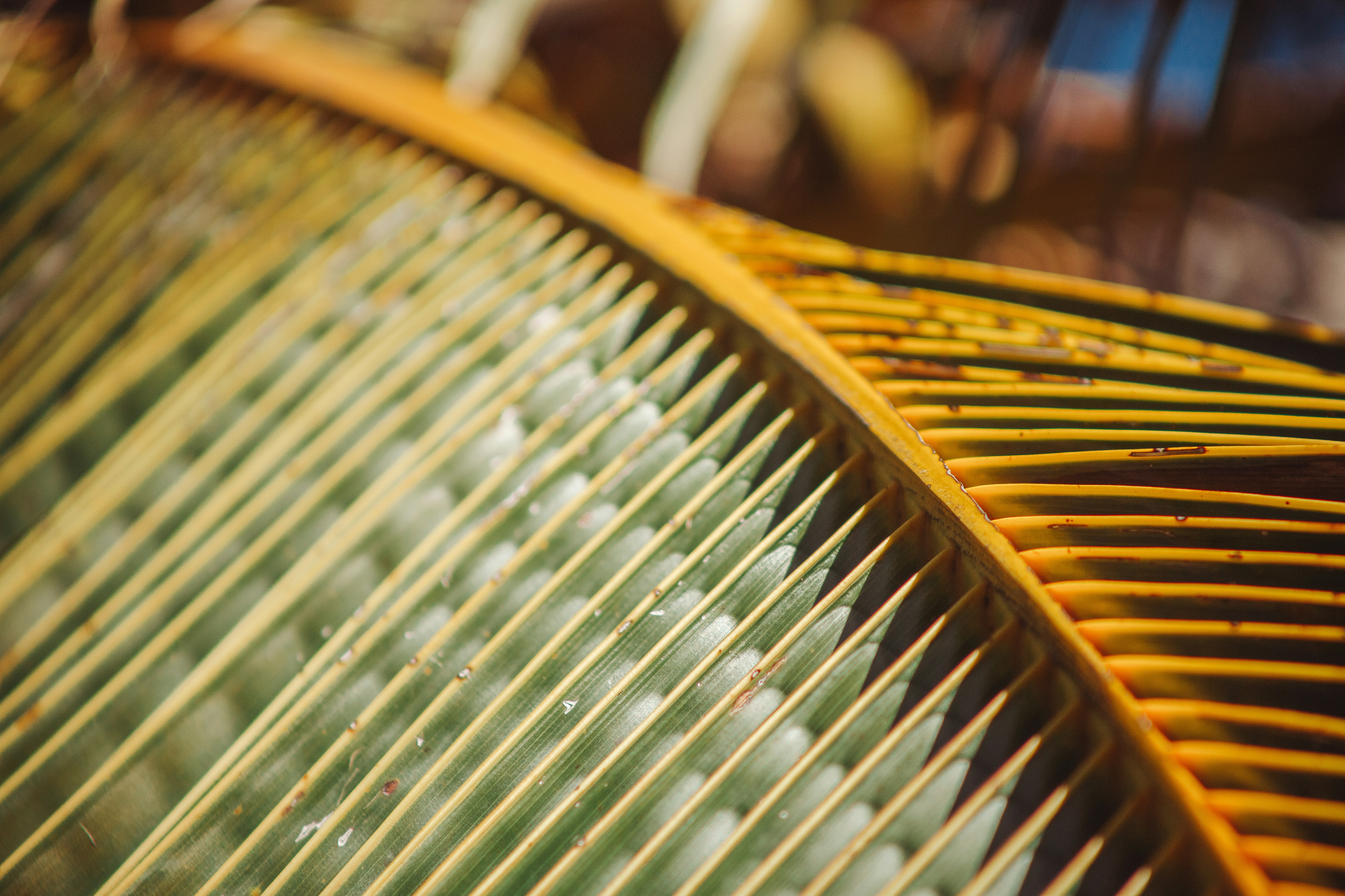 Photo by alexsatriani