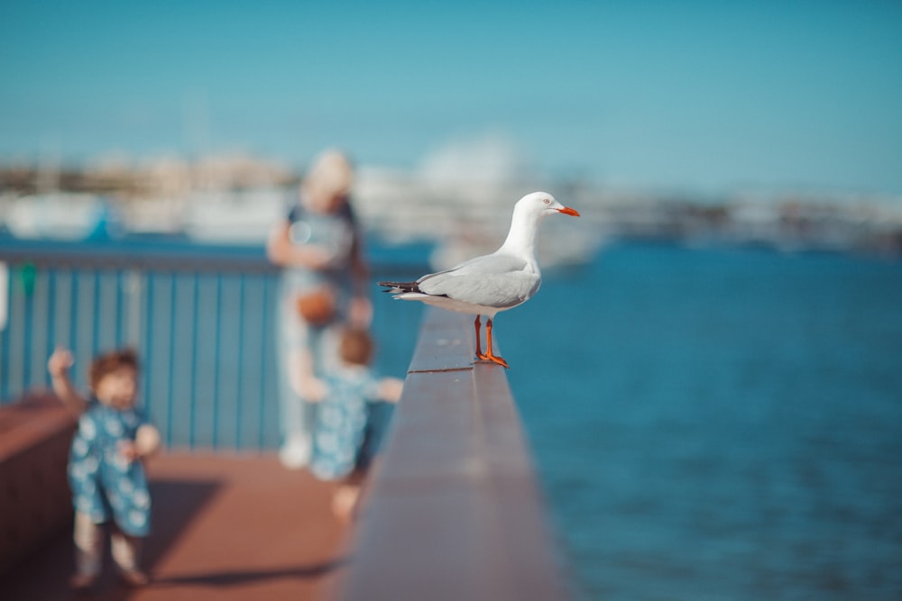 a bird on a railing