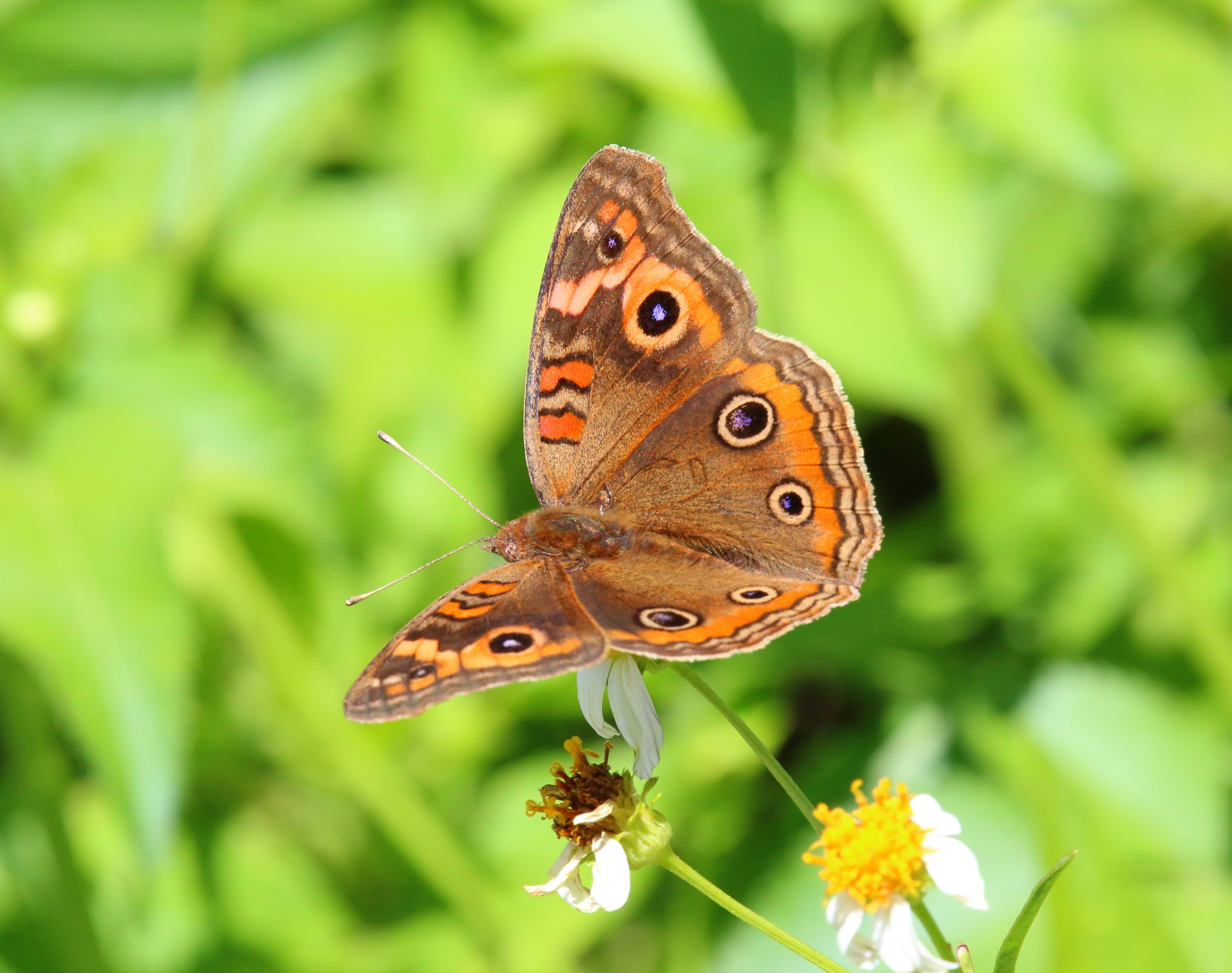 Photo by goldenplover31